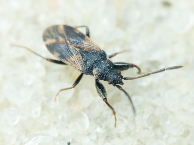 Taphropeltus contractus (Herrich-Schäffer, 1835)